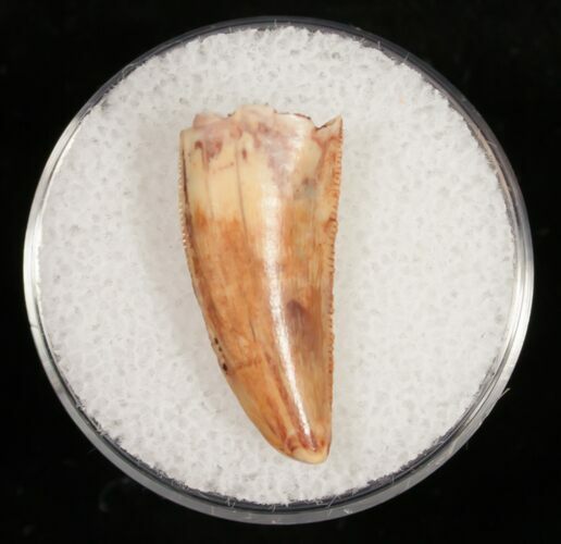 Mottled Surface Raptor Tooth From Morocco - #10791
